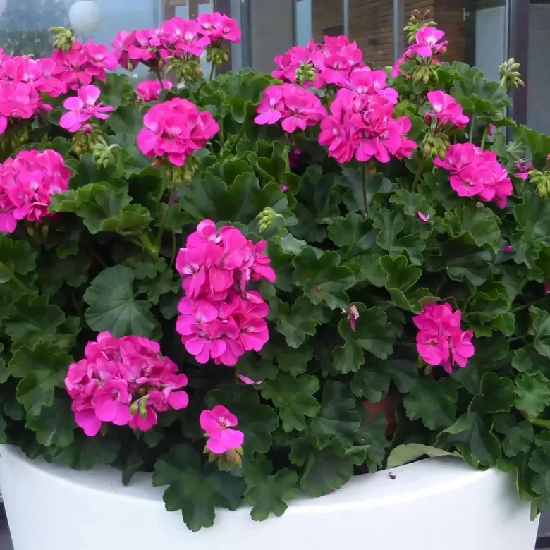 Pelargonija Champion LILA