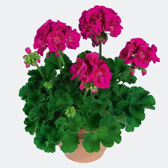 Pelargonija Flower Fairy Berry