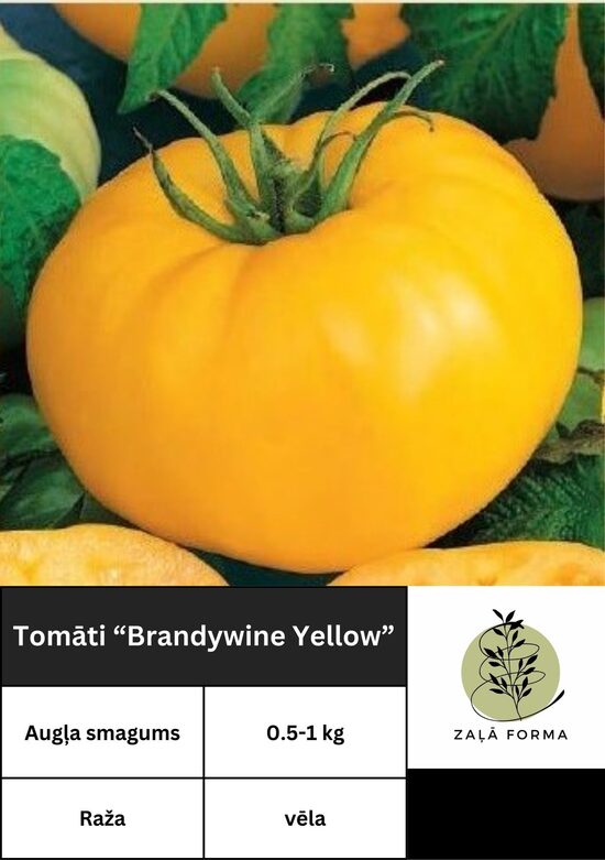 Brandywine yellow