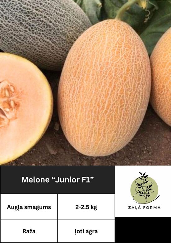 Junior