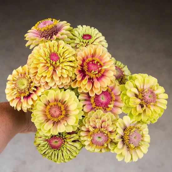 Cinnija Queen Lime Blush