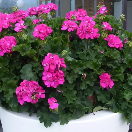 Pelargonija Champion LILA