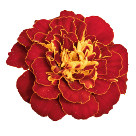 Samtenes Safari Red