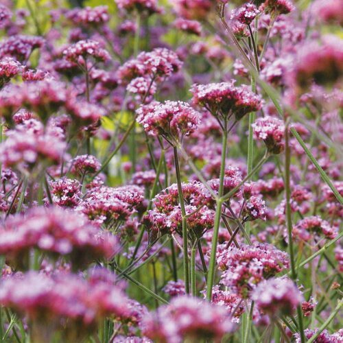 Verbena Buenos Aires